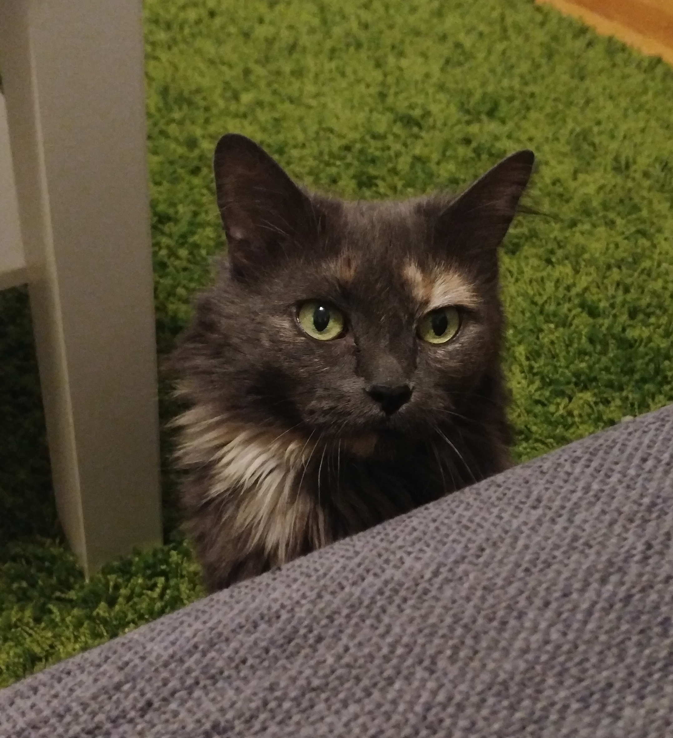 My Cat